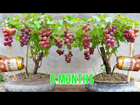 How to grow grapes in tires without a garden - watering with beer and too much fruit