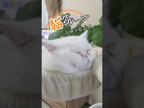 猫グループショッピング#猫動画 #エキゾチックショートヘアー #白猫