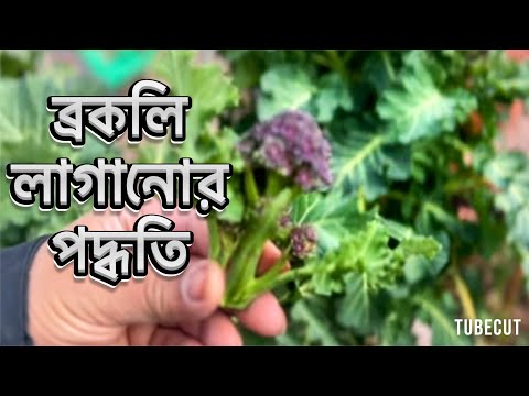 ব্রকলি লাগানোর পদ্ধতি How to plant purple broccoli