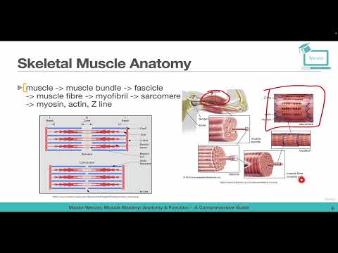 Skeletal Muscle Basics and Anatomy