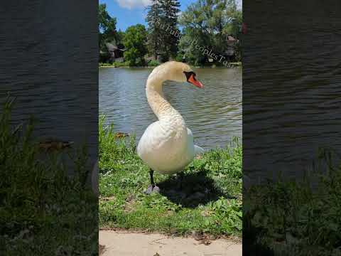 The swan is about to fly 天鹅要飞