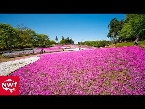 【4K HDR】Moss Pink At Hitsujiyama Park And Miharashinooka View Deck, Chichibu Saitama pref.