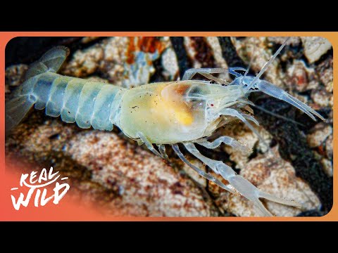 2 Hours of Ocean Creature Facts To Fall Asleep To