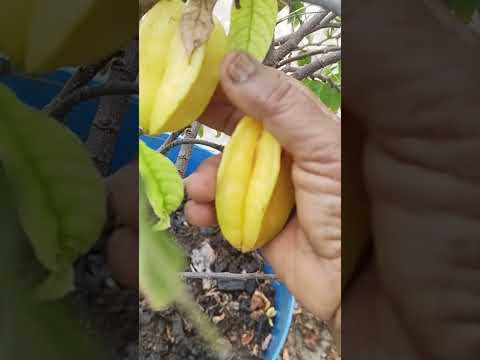 un expected star fruits in my terrace garden