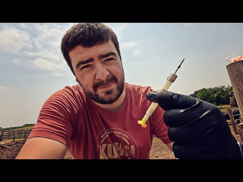 Treating Cattle with Pneu-darts After Bull Broke In