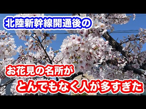 ふくい桜まつり2024　北陸新幹線開通後のお花見の名所がとんでもなく人が多すぎた！！【方言：ハイブリッド福井弁】