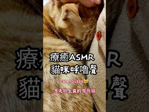 這個天氣還要上班必須療癒一下，15秒貓咪呼嚕asmr，請戴上耳機進入夢鄉，然後補充體力下午繼續上班😂 #貓咪呼嚕 #貓咪asmr #呼嚕asmr #cat #貓咪 #貓 #橘貓 #貓呼嚕