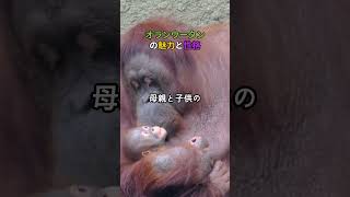 オランウータンの魅力と性格 #オランウータン #社会性