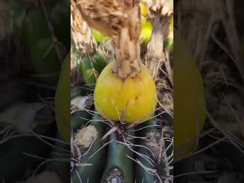 Can u Drink from this Cactus? #desert #arizonaliving #survival