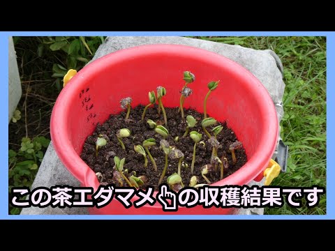 【ご報告】あの茶エダマメを収穫しました 2024