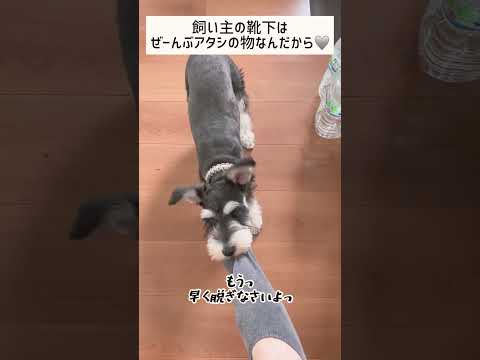 【ミニチュアシュナウザー】靴下を履いたら脱がされます #shorts #schnauzer #犬のいる暮らし #犬 #いぬ #かわいい犬