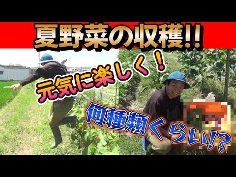 【畑動画】暑さを吹っ飛ばす楽しさ!!夏野菜の収穫!!いったいどんな野菜が!?【家庭菜園】【農業】【園芸】