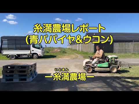 農場日記・糸満農場レポート（青パパイヤ＆ウコン）