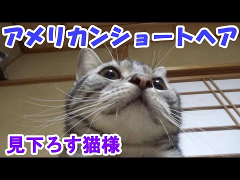 猫様、高みの見物　（アメリカンショートヘア）