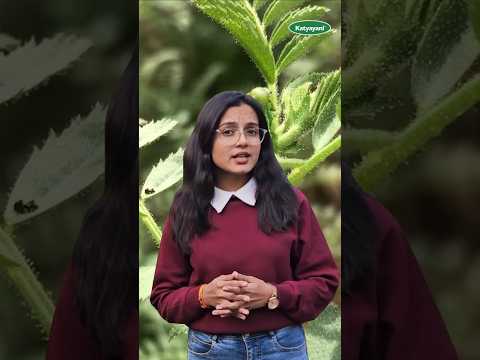 चने की फसल में फली छेदक कीट से कैसे बचें? सस्ते और 100% आसान उपाय | No Gram pod borer | पूरी जानकारी