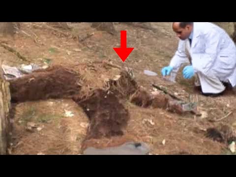 Expedition Bigfoot Crew EVACUATED After HORRIFYING Find!