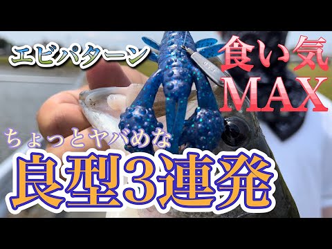 【バス釣り】時合突入！スイッチ入った瞬間おもしろいように釣れる釣れる！！