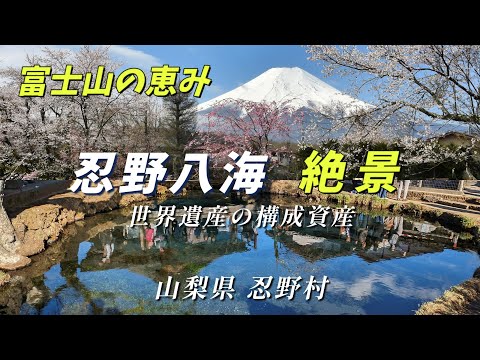 【忍野八海 絶景】”富士山の恵み  世界遺産の構成資産”  忍野八海徹底ガイド ～山梨県忍野村～