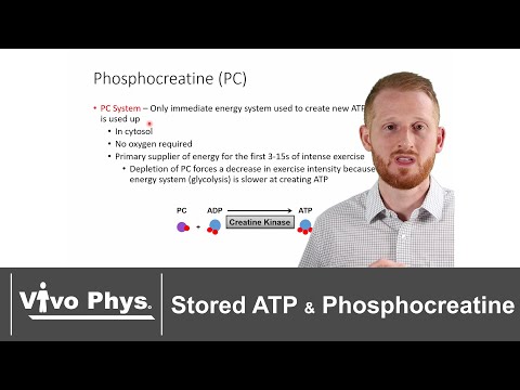 Stored ATP and Phosphocreatine - Immediate Bioenergetic Sources of Energy