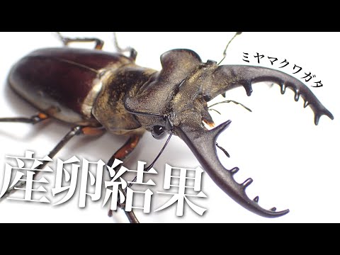 【40日経過】ミヤマクワガタを産卵させた結果【クワガタ飼育】