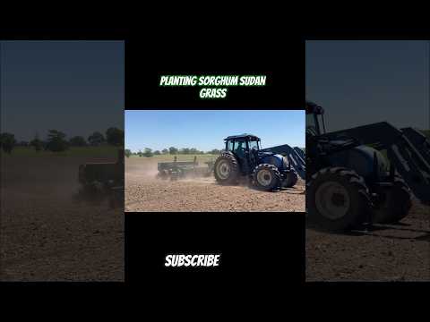 The Moment we’ve all been waiting for! #foragecrop #shortsvideo #farming #agriculture