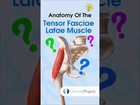 Tensor Fasciae Latae Muscle Anatomy #physicaltherapy #physiotherapy #anatomy