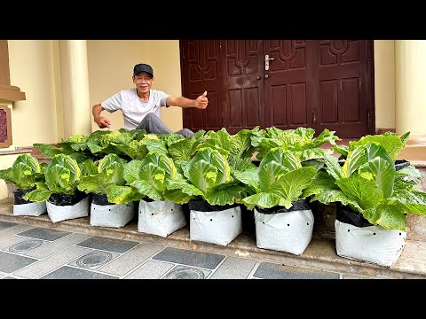 Growing Chinese Cabbage and Kale at Home is extremely easy for Beginners