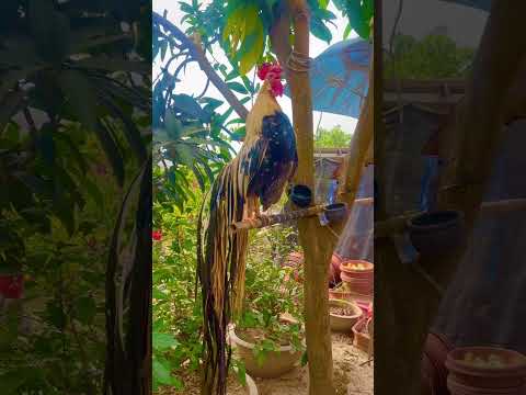 #fruit gà gáy trưa #youtubeshorts #nature #roostercrow #2 #フクロウの羽ばたき #chicken