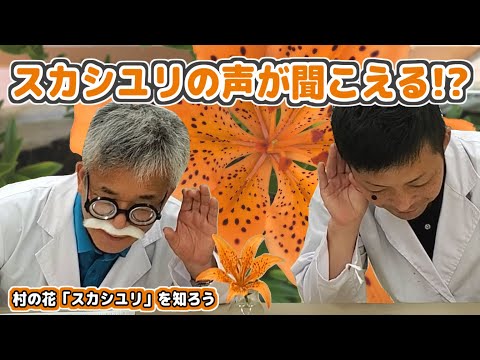 【東海村LAB.第39回】皆に知って欲しい！村の花「スカシユリ」のこと（東海村YouTube  LAB.）