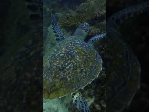 Mesmerizing Dance of Turtles and Fish on Coral Reefs