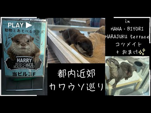 【Otter Days】都内近郊カワウソ巡り