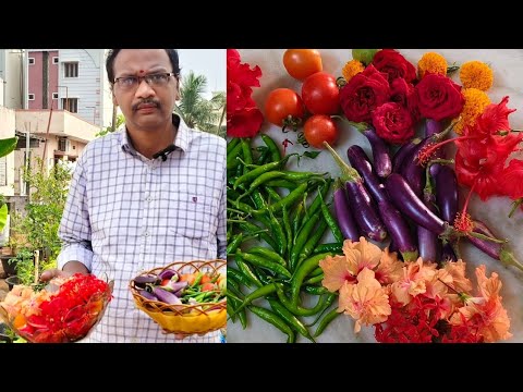 terrace garden today small harvesting//Swarna traditional life//