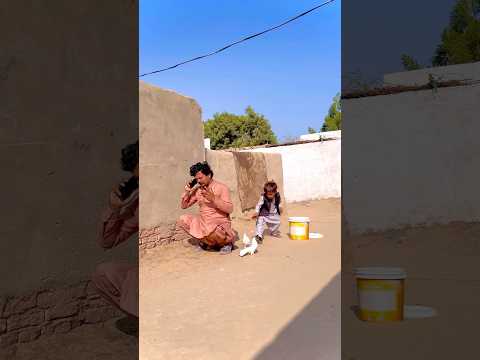 Kabootar ke bache ali ne chapa diye 😂😘😍❤️#shortvideo #youtubeshorts #shorts