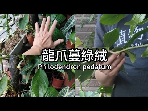 迷人的龍爪葉形蔓綠絨|真的有像龍爪嗎？|愛攀爬的植物|Philodendron pedatum|植物男子