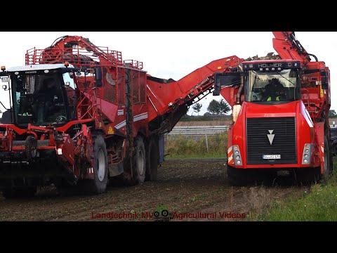 Grimme - Holmer - Ropa - ++ / Rübenernte & Verladung - Harvesting & Loading Beets  2024 pt1