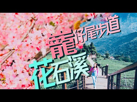 櫻王秘境🌸嘉義【花石溪巃仔尾步道】此生看過最美茶園步道！2天1夜走春🍵冠軍茶.香糖.美食吃到飽！