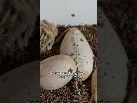 snake hatch (FINALLY)