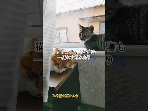 少しずつ仲良し猫たち　#cutecat #子猫#茶トラ#funny #猫のいる暮らし