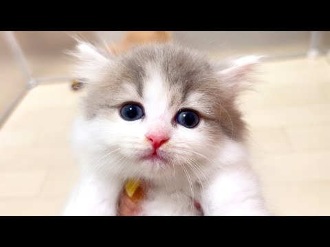 【マンチカンの子猫】今日は暴れる日ｗネズミのテンションで兄弟にもいく件 ～猫のいる生活Vol.1033～出産動画 マンチカン短足・ミヌエット・ペルシャ猫専門ブリーダー『ペット蔵人』【子猫の成長記録】