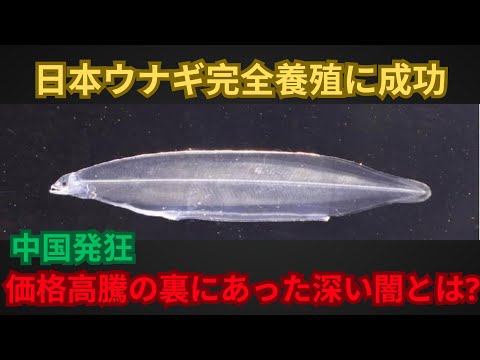 日本ウナギ完全養殖に成功 中国発狂 価格高騰の裏にあった深い闇とは?