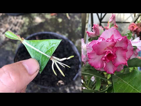 Miraculously, the desert rose leaves planted upside down took root and sprouted