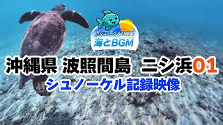 シュノーケル 沖縄 ウミガメ 記録映像 波照間島 ニシ浜01