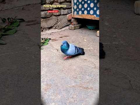 hara pigeon viral video #kingflyingpigeons #kabootar #ytshorts #shorts