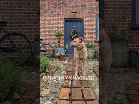 Maple, waiting for snow & fully appreciating the new garden path #vlog # #gardenpath #gardenproject