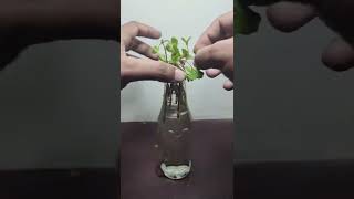 How to grow mint plant in bottle | Growing mint plant from cuttings in water #shorts #Youtubeshorts