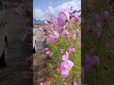 Beauty of Ziro ... #arunachalpradesh #ziro #flowers #shorts