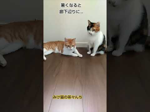 暑くなるとこうなる猫たち　#cat #cute#ねこのいる暮らし #三毛猫 #茶トラ