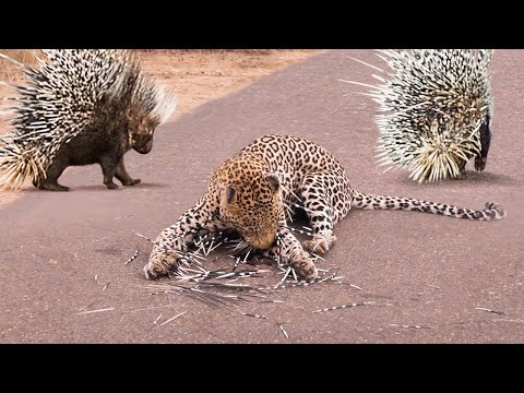 This Leopard Will Be Killed By a Porcupine