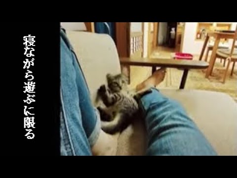 ぐーたら飼い主と猫の夜