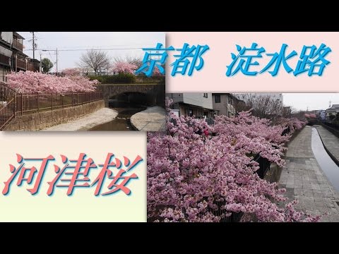 【Kansai Outing Spot】Kawazu cherry tree blooming in the Yodo's waterway in Kyoto